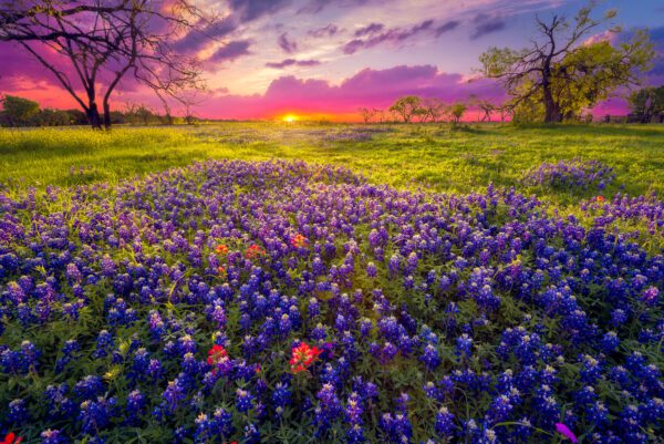 birthday, texas