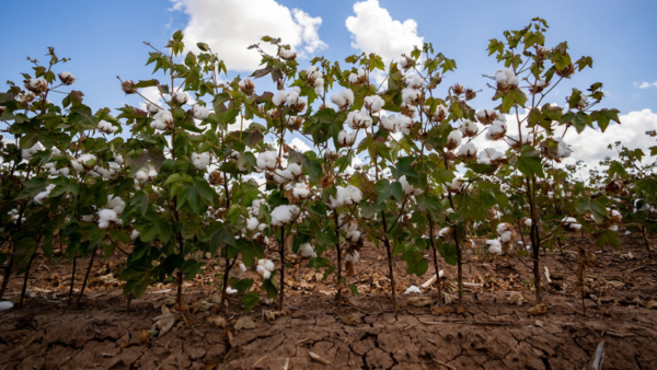 Texas resilient agenda cotton image