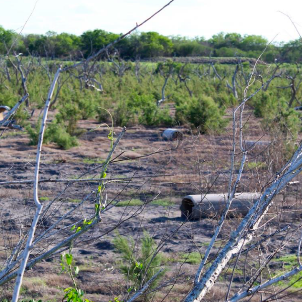Coastal Bend water crisis no steady signal press release featured image
